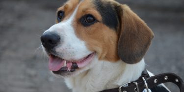 DSC 0018 maza DSC 0018 maza